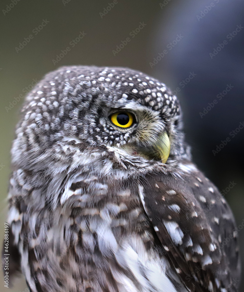 Obraz premium Eurasian pygmy owl (Glaucidium passerinum) close-up, beautiful portrait of a little owl of Europe. Belarus.