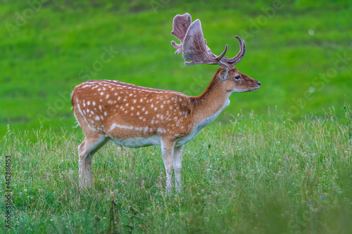 Deer on a meadow