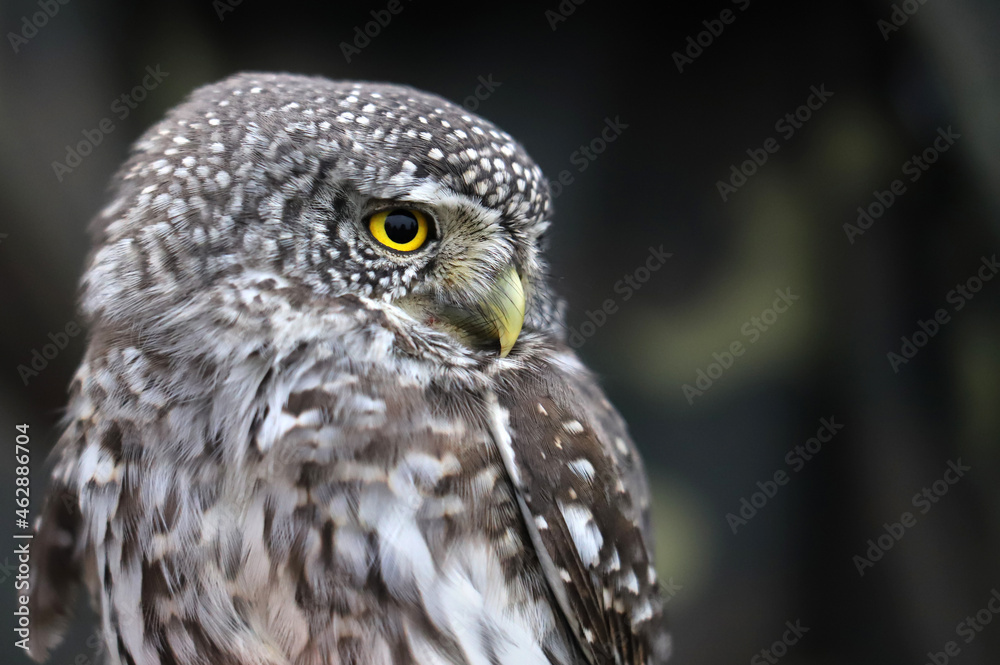 Eurasian pygmy owl (Glaucidium passerinum) close-up, beautiful portrait of a little owl of Europe. Belarus. Eurasian pygmy owl (Glaucidium passerinum) close-up, beautiful portrait of a little owl of Europe. Belarus.
