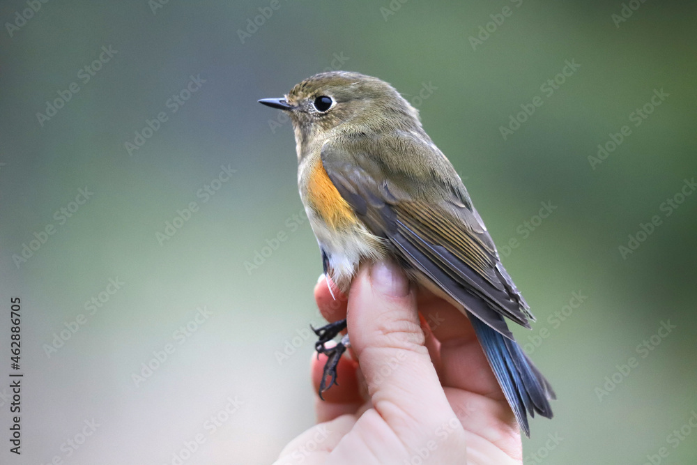 Fototapeta premium Portrait of a red-flanked bluetail (Tarsiger cyanurus) on a blurred background, close-up. Bird ringing, Belarus.