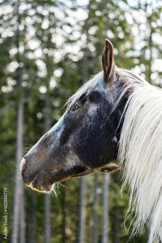 a horse with a white mane is looking at camera