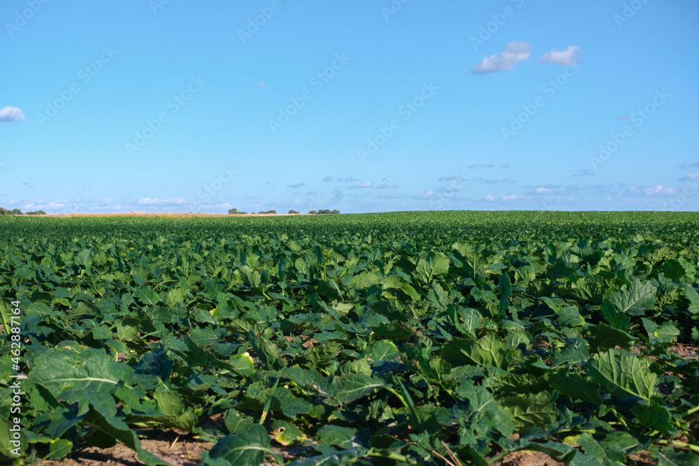 Cultivated agricultural fields on rural farm growing in autumn season