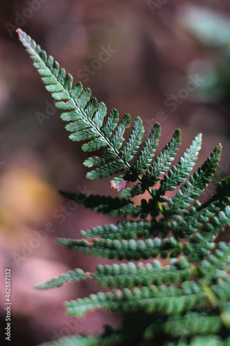 Branch of dawn redwood shot in autumn forest. Macro photo of Metasequoia Glyptostroboides leaves