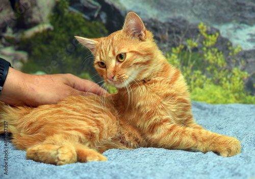 young beautiful red with stripes cat