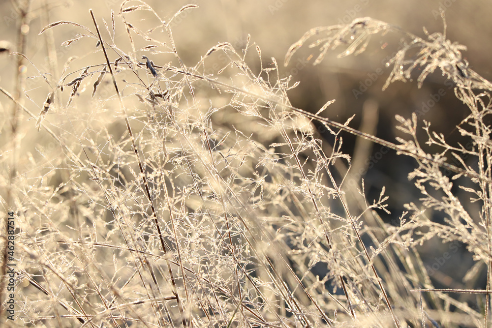 Fototapeta premium Autumn sunrise in nature, beautiful blurred background with dry grass in the sun