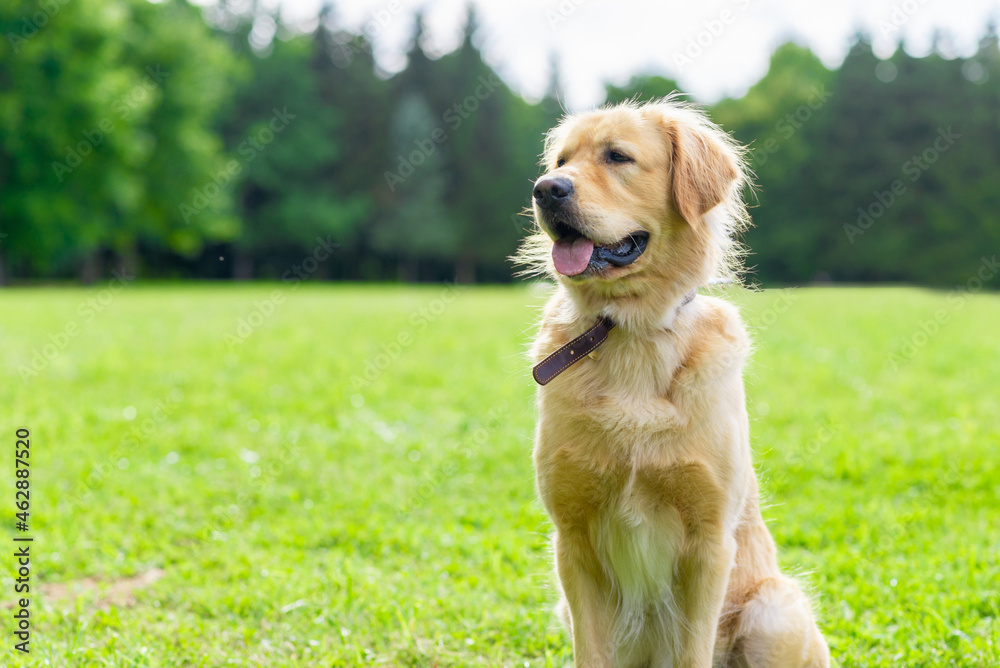 Portrait golden retriever dog on green grass on a summer day.Labrador retriever portrait on the grass. copy space. Portrait golden retriever dog on green grass on a summer day.Labrador retriever portrait on the grass. copy space.