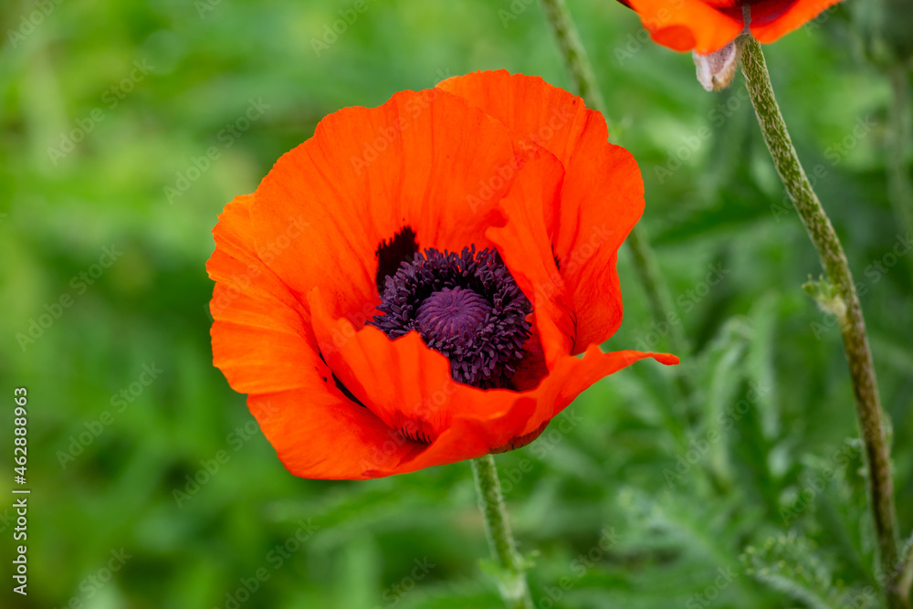Fototapeta premium Blooming orange flower of oriental poppy on a green background macro photography on a summer day. Large papaver orientale with red petals close-up photo in summertime.