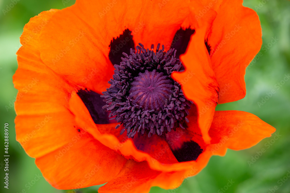Blooming orange flower of oriental poppy on a green background macro photography on a summer day. Large papaver orientale with red petals close-up photo in summertime. Blooming orange flower of oriental poppy on a green background macro photography on a summer day. Large papaver orientale with red petals close-up photo in summertime.