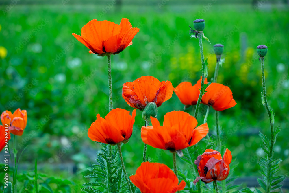 Naklejka premium Blooming orange flower of oriental poppy on a green background macro photography on a summer day. Large papaver orientale with red petals close-up photo in summertime.