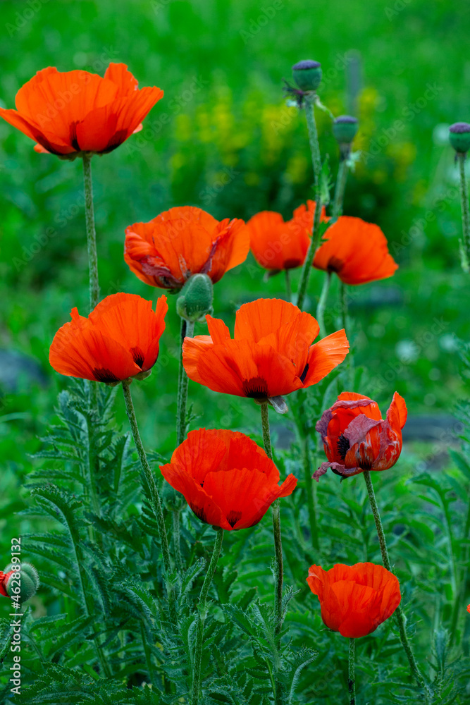 Fototapeta premium Blooming orange flower of oriental poppy on a green background macro photography on a summer day. Large papaver orientale with red petals close-up photo in summertime.