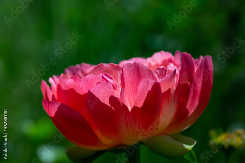 Blossom pink peony flower on a summer sunny day macro photography. Garden fluffy peony with pink petals in the summer close-up photo. Big paeony flower on a green background nature wallpaper.