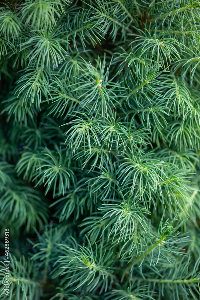 Coniferous tree branch on a spring sunny day macro photography. Green pine needles in sunlight close-up photo. Coniferous tree branch on a spring sunny day macro photography. Green pine needles in sunlight close-up photo.