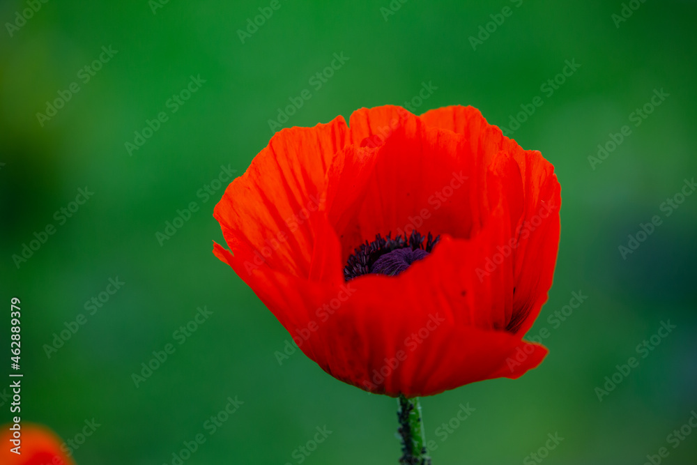 Fototapeta premium Blooming orange flower of oriental poppy on a green background macro photography on a summer day. Large papaver orientale with red petals close-up photo in summertime.