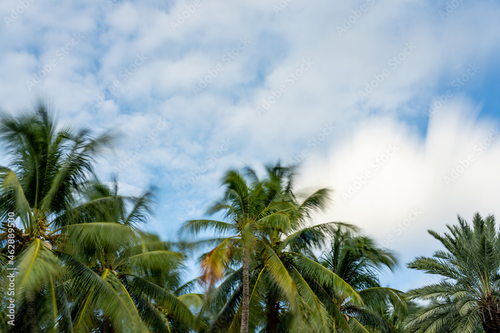 Long exposure palm trees on cloudy sky Long exposure palm trees on cloudy sky