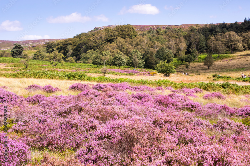 Derbyshire UK – 20 Aug 2020: The Peak District landscape is most beautiful in August when flowering heathers turn the countryside pink, Longshaw Estate
Derbyshire UK – 20 Aug 2020: The Peak District landscape is most beautiful in August when flowering heathers turn the countryside pink, Longshaw Estate