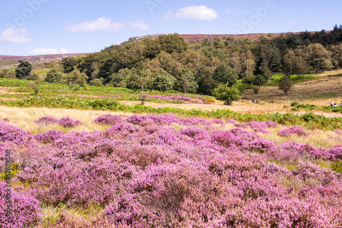 Derbyshire UK – 20 Aug 2020: The Peak District landscape is most beautiful in August when flowering heathers turn the countryside pink, Longshaw Estate 