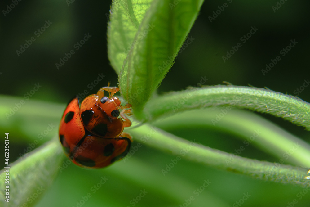 Fototapeta premium Seven -spotted ladybugs perched on grass tops for food