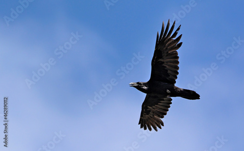 Common raven (Corvus corax), Crete