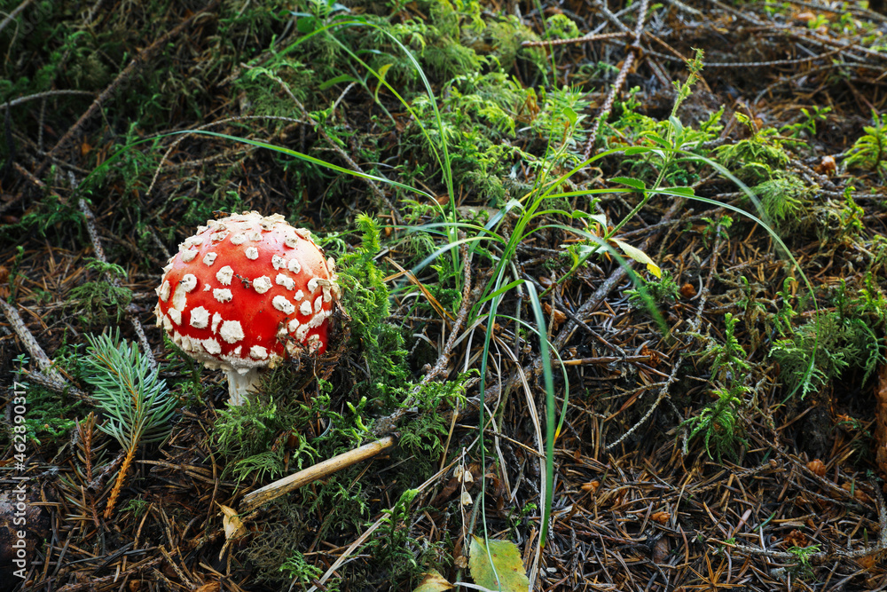 One poisonous mushroom growing in green forest One poisonous mushroom growing in green forest