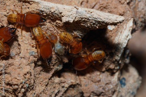 large termites team on a termite nest close up