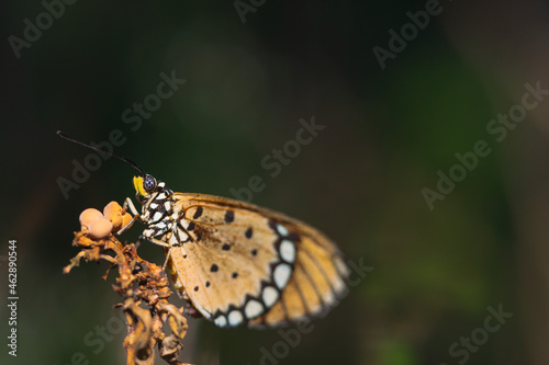 the butterfly is perching on the flower to find food © parianto