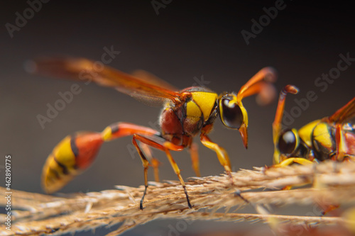 the yellow jacket is perched on the grass taken at close range