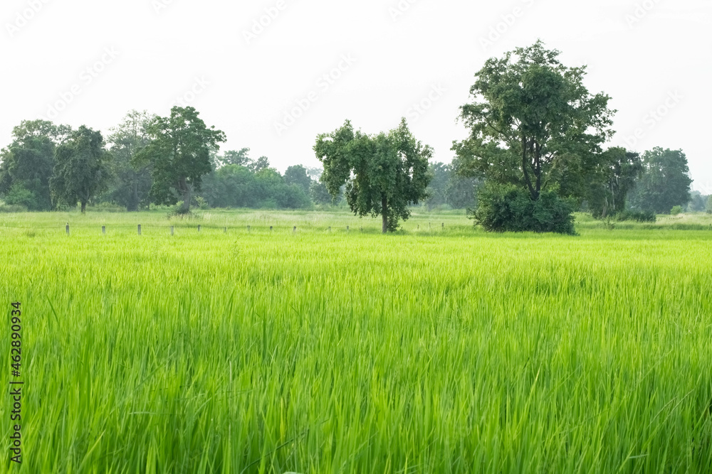 Fototapeta premium green rice fields, green rice in morning background concept