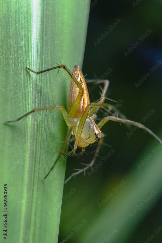 Fototapeta premium little spider eating fly taken at close range