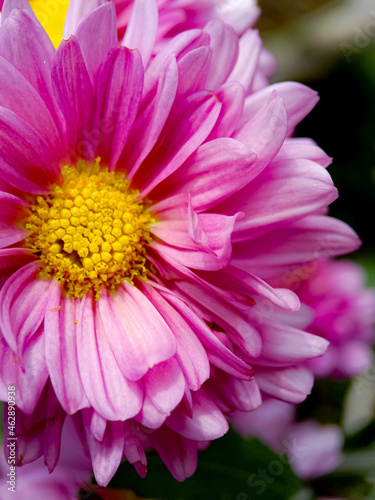 Pink Daisies Aster Flower