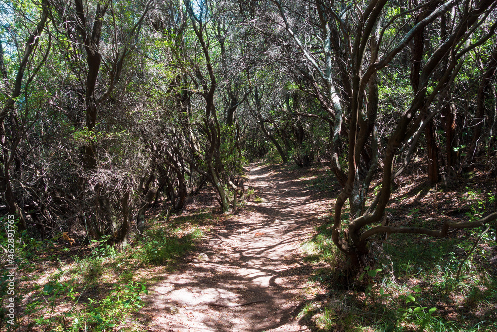 Path inside the shadows of the dense forest in Erimitis, Corfu, Greece Path inside the shadows of the dense forest in Erimitis, Corfu, Greece