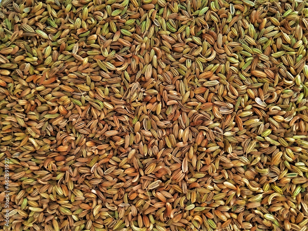 fresh Cumin seeds (Cuminum cyminum L)also called as zeera in Urdu. Cooking spice ingredient fresh Cumin seeds (Cuminum cyminum L)also called as zeera in Urdu. Cooking spice ingredient