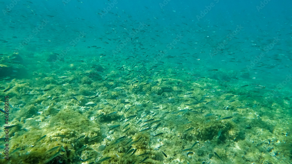 A flock of fish near the bottom. Marine vegetation in Adriatic Sea. Dalmatia. Croatia. Europe	