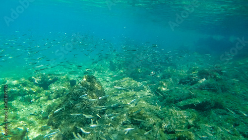 A flock of fish near the bottom. Marine vegetation in Adriatic Sea. Dalmatia. Croatia. Europe  © Pavlo