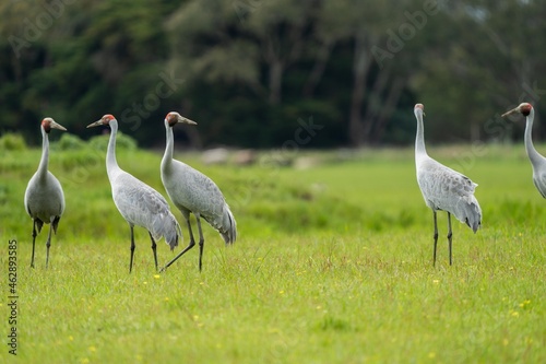 brolga flock in a swamp in a paddock in australia photo