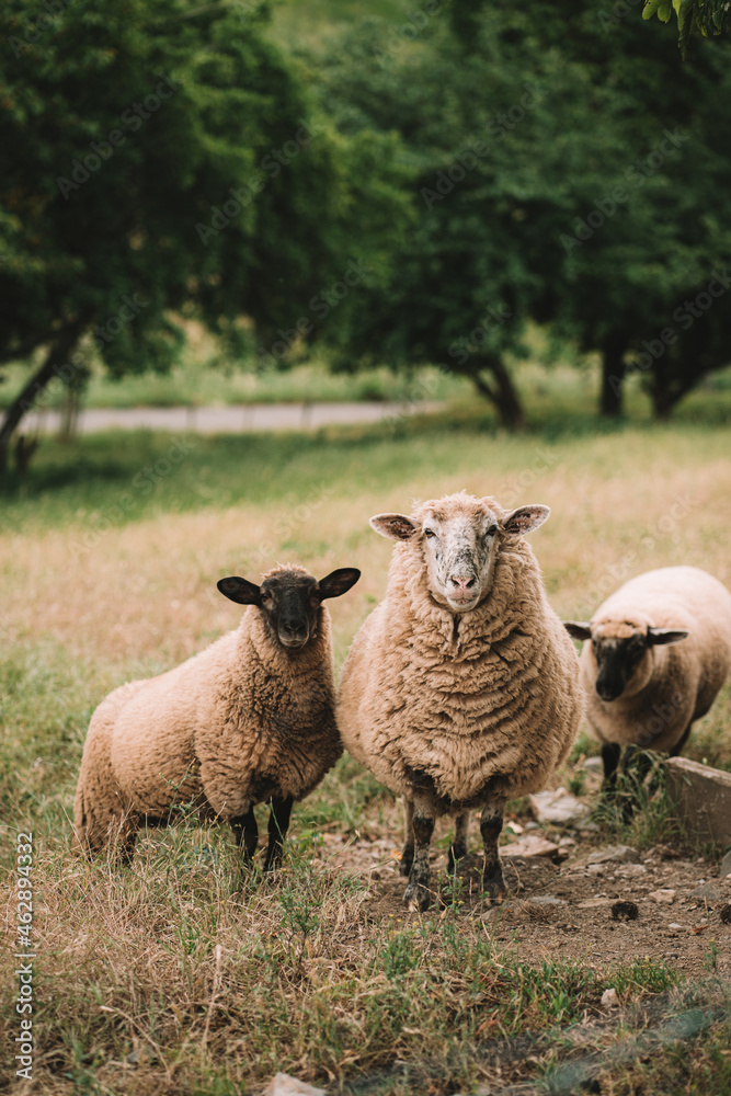 Fototapeta premium kleine Schafherde auf einer grünen Weide mit Bäumen im Hintergrund