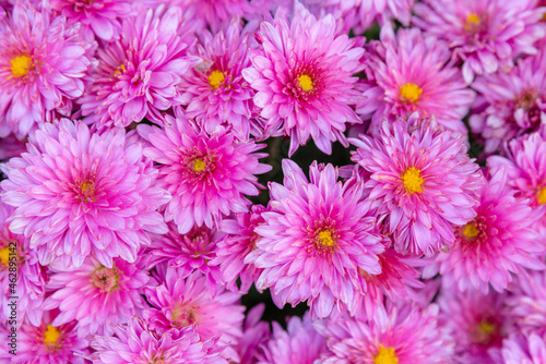Close up chrysanthemum flowers background top view. Seamless purple chrysanthemum flowers. Beautiful wallpaper © Oleksandr