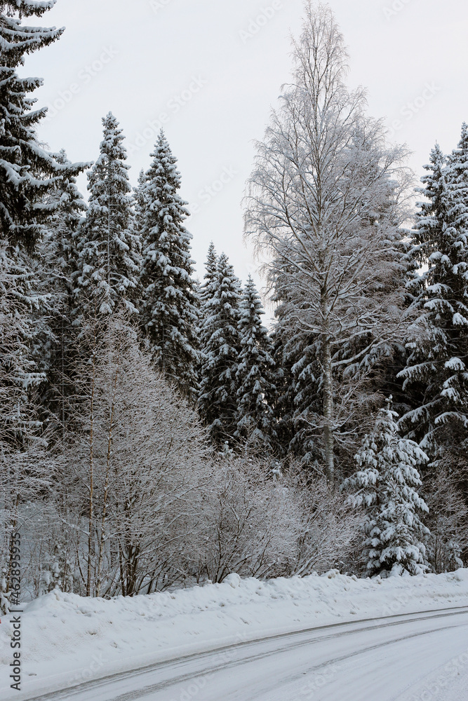 Fototapeta premium Beautiful white and snowy Finland winter scene. Plenty of snowy trees.