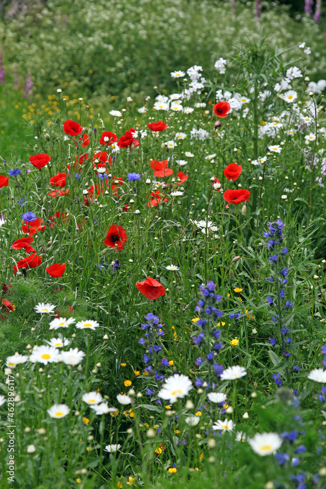 Oriental poppy flower, Gloucestershire England
