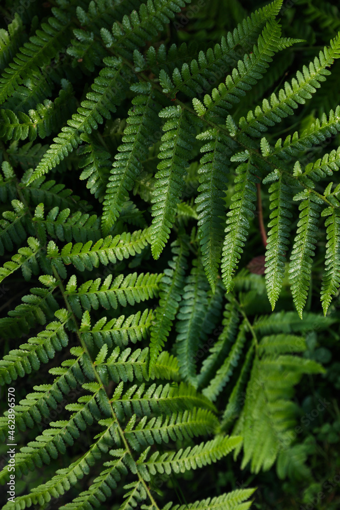 Green fern growing in forest, top view