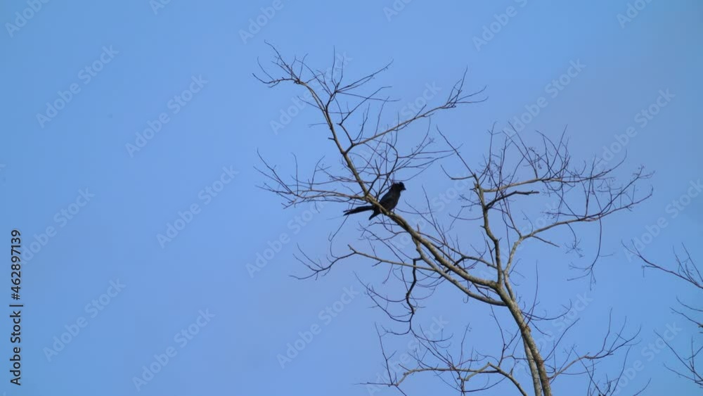 The bird clings to the dead tree, and cleans the feathers.