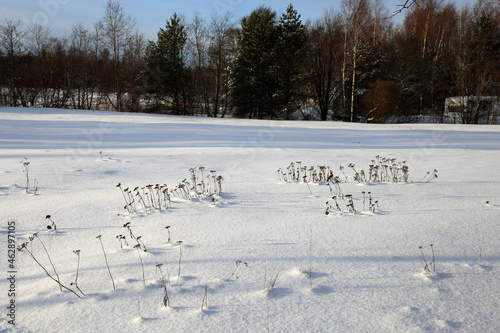Beautiful white and snowy Finland winter scene in Espoo, Finland. Snowy ground with some plants coming through the snow.