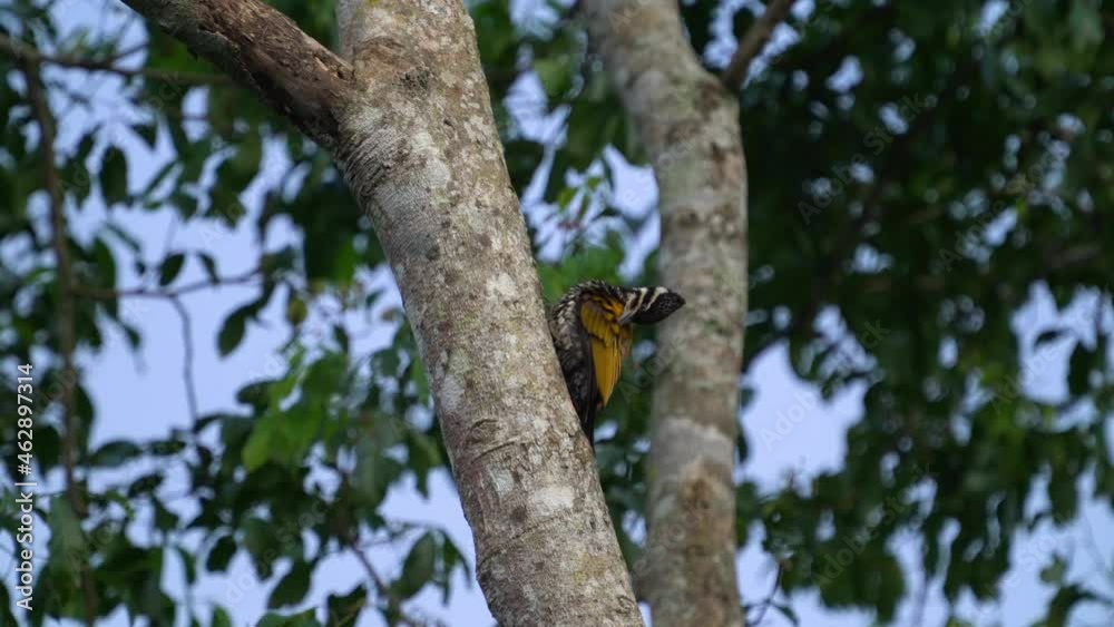 Common flameback, Common goldenback bird piercing a tree. Common flameback, Common goldenback bird piercing a tree.