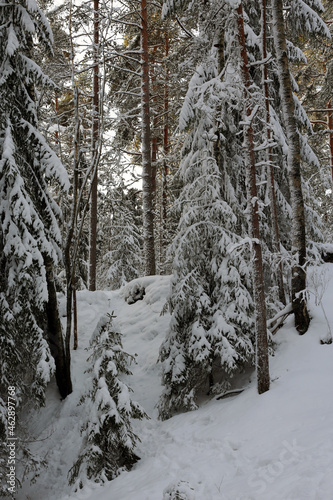 Beautiful white and snowy Finland winter scene in Espoo, Finland. Snowy forest with trees and ground covered with snow.