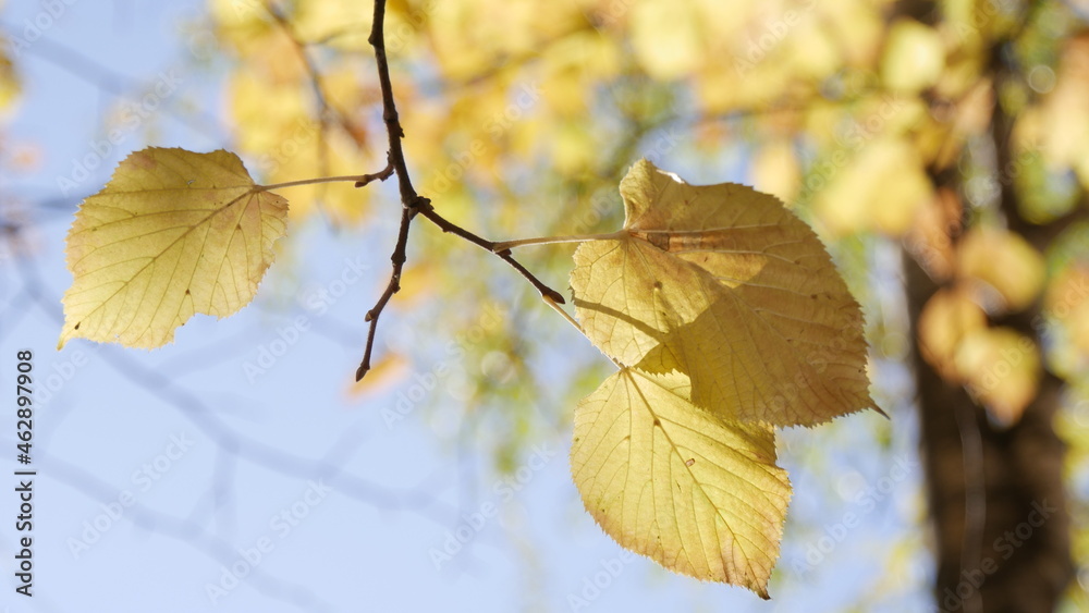 Obraz premium autumn leaves on the tree