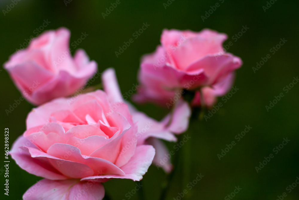 Close up of beautiful pink roses from above with blurry green leaves background in garden. Nature flora beauty and eco concept with copy space as a template backdrop