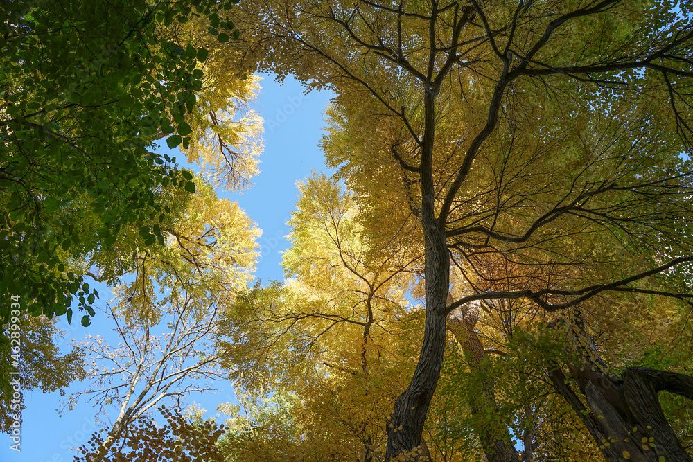 Obraz premium 黄色く染まる大木