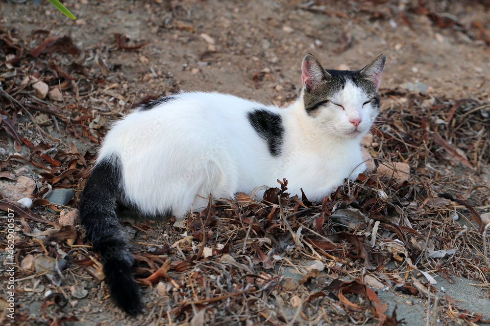 Homeless street cat photographed in Cyprus during a summer evening. Cute furry little animal. Homeless street cat photographed in Cyprus during a summer evening. Cute furry little animal.