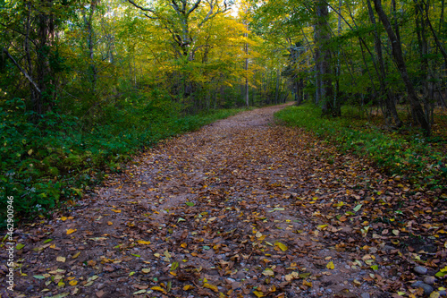 Road Through the Forest