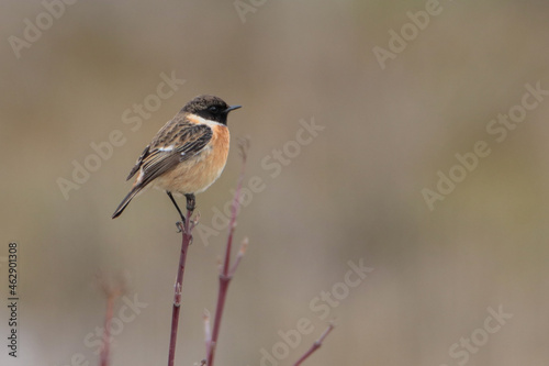 European Stonechat