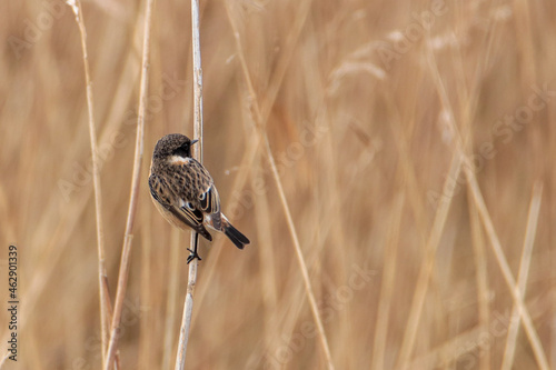 European Stonechat male